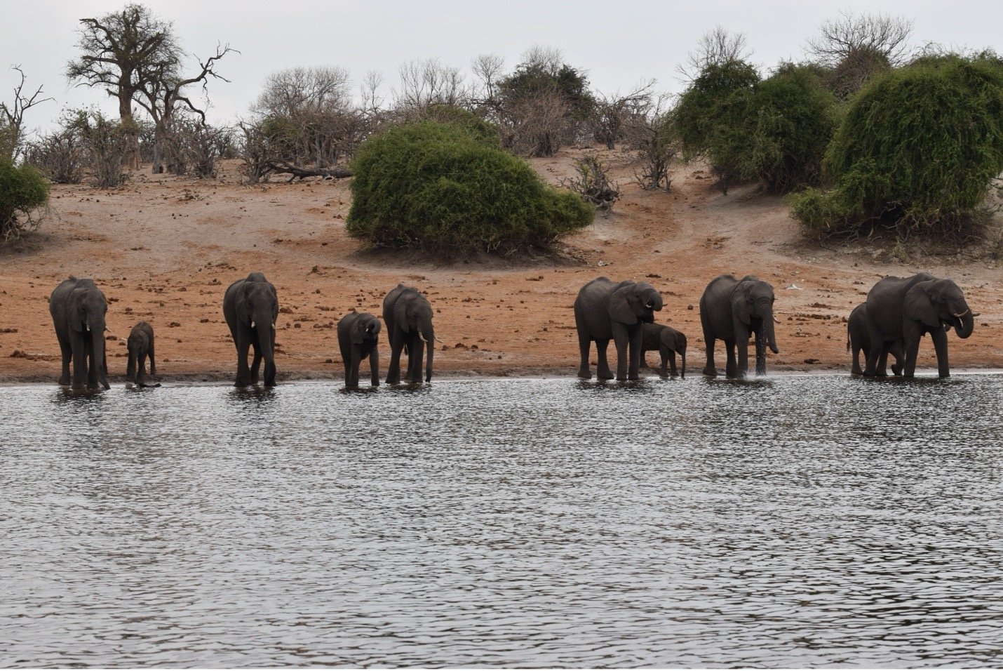 Chobe River: River Cruise Experience